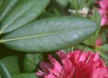 leaves