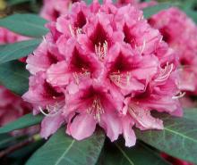 flower cluster