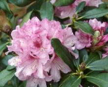 flower cluster