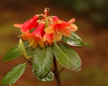 flower cluster