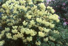 plant habit, flowering plant habit, flowering