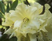 flowers flowers