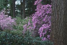 plant habit, flowering plant habit, flowering