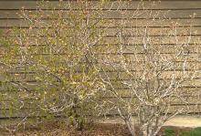 plant habit, leafing out