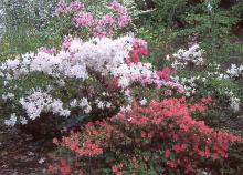 plant habit, flowering