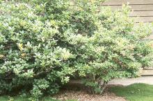 plant habit, after flowering