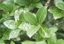 leaves