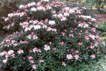 plant habit, flowering plant habit, flowering