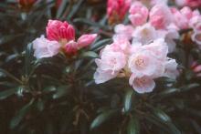 flowers flowers