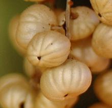 fruit, fall