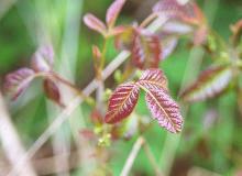young expanding leaf, early spring