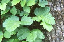 leaves, vine on tree