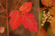 leaf and fruit, fall