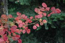 branch, fall