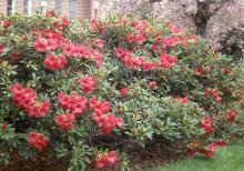 plant habit, flowering