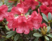 flower cluster
