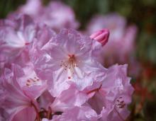 flower cluster