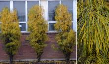 plant habit, late fall plant habit, late fall