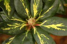 leaves and bud