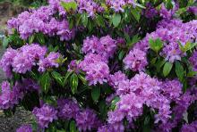 flower clusters and leaves