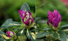 opening flower buds