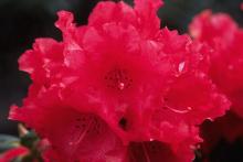 flower clusters