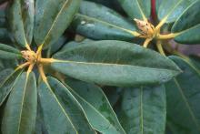 leaves and buds