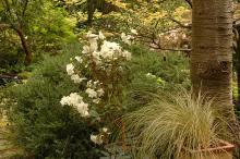 plant habit, flowering
