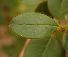 young leaf