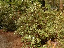 plant habit, flowering