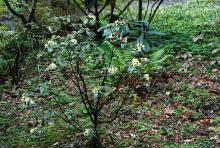 plant habit, flowering plant habit, flowering