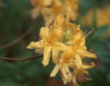 flower cluster