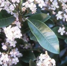 leaf