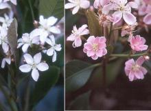 flowers, again