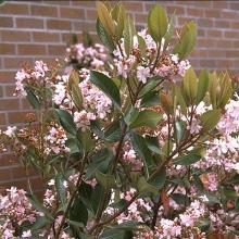 leaves and flowers