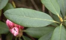 leaf