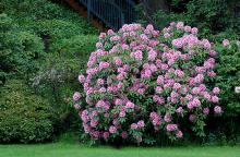 plant habit, flowering