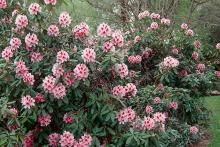 plant habit, flowering