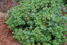 plant habit, before flowering