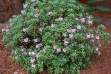 plant habit, flowering