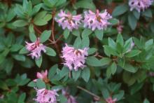flowering branches