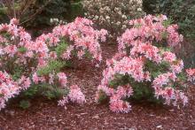 plant habit, flowering