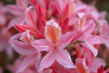 unfolding flower