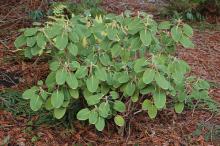 plant habit, winter