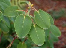 leaves