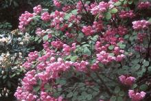 plant habit, flowering