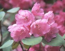 flower cluster