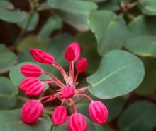 flowers about to open