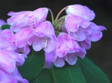 flower cluster