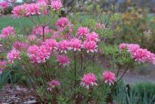 plant habit, flowering